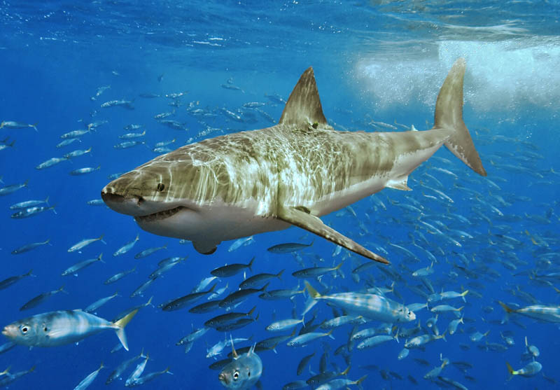 1144 Повелительница морей большая белая акула
