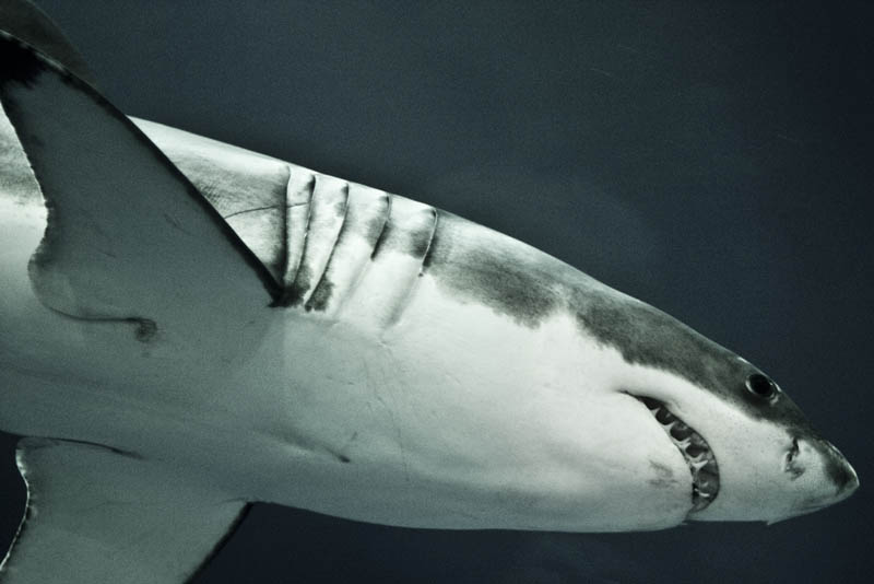 1332 Повелительница морей большая белая акула