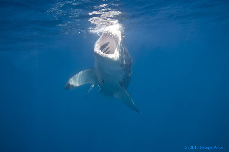 1527 Повелительница морей большая белая акула