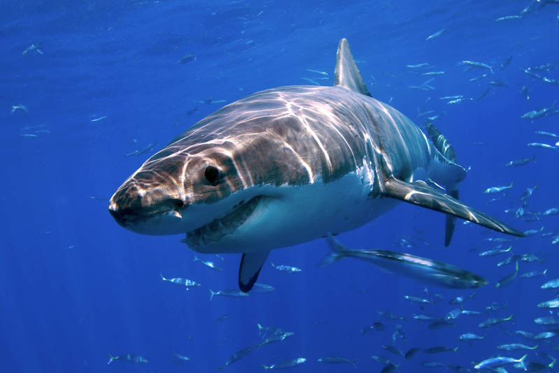 2020 Повелительница морей большая белая акула