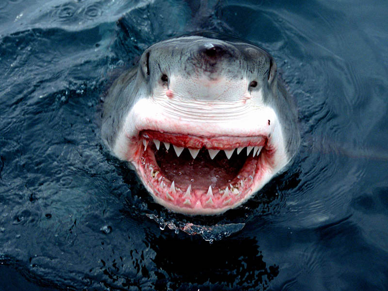 2109 Повелительница морей большая белая акула