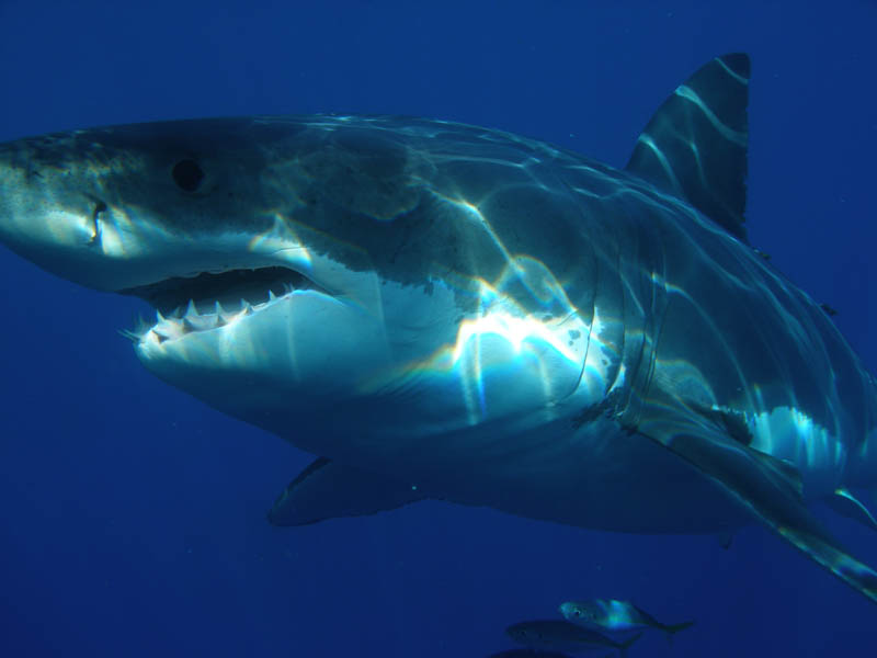 538 Повелительница морей большая белая акула