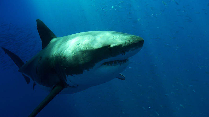 734 Повелительница морей большая белая акула