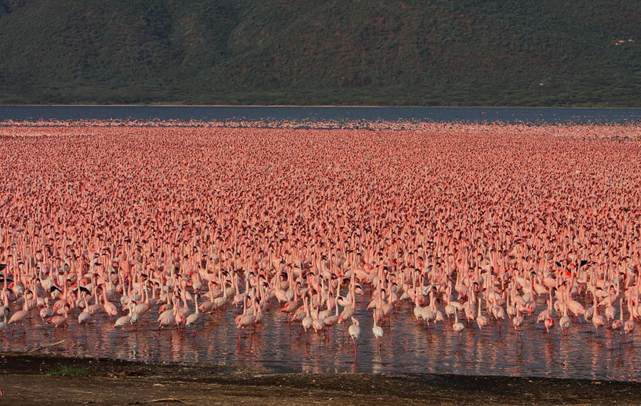 Flamingo 14 1024x648   