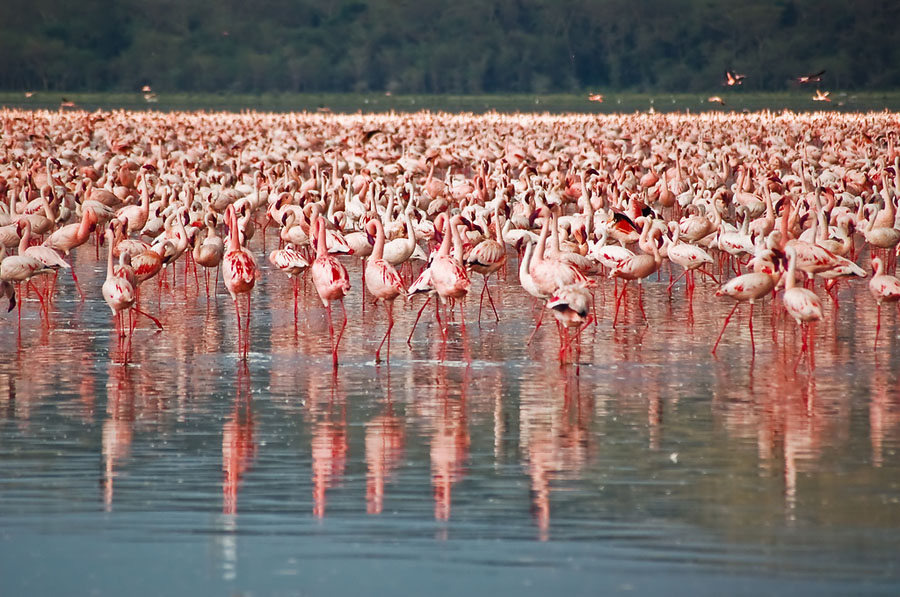 Flamingo 6   