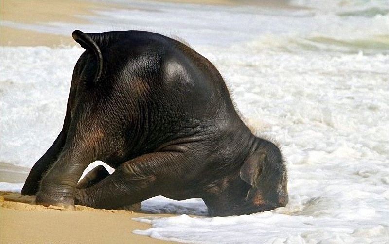 elephant swim 07    