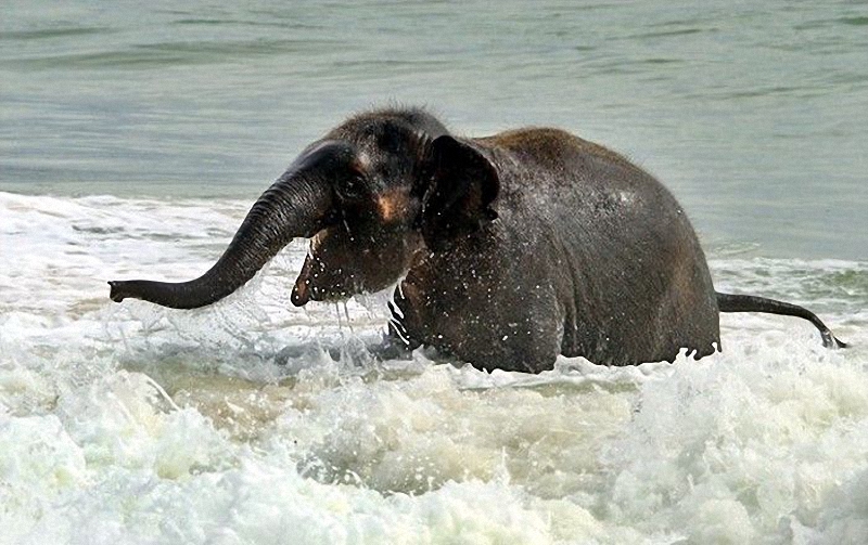 elephant swim 02    
