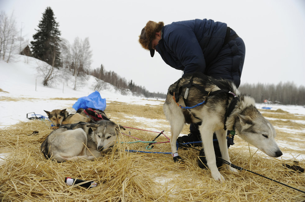 iditarod 2012 28  2012