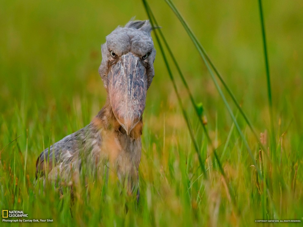 1016 990x742      National Geographic   2012