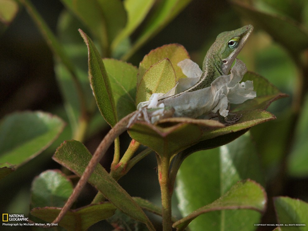 714 990x742      National Geographic   2012