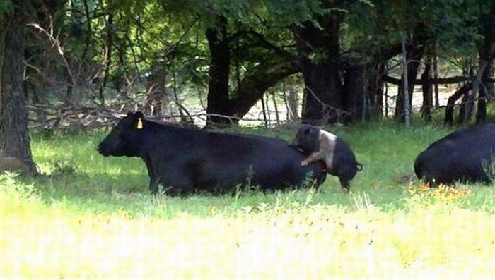 Прикольные картинки (150 фото)