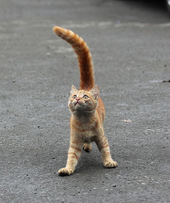 Прикольные картинки (150 фото)