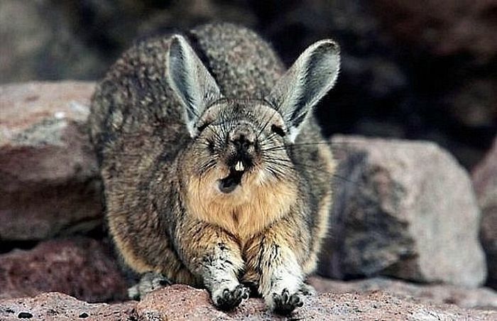 Прикольные картинки (150 фото)