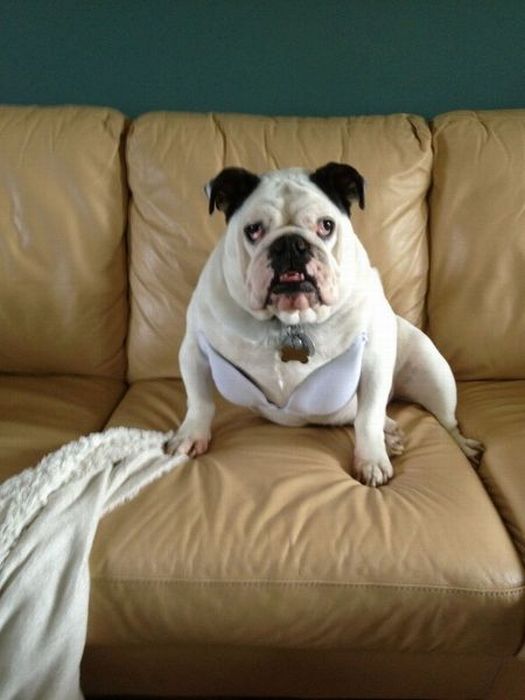 Прикольные картинки (103 фото)