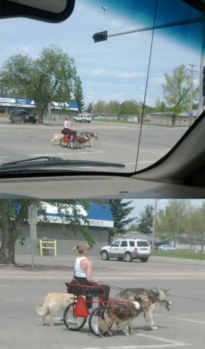 Прикольные картинки (103 фото)