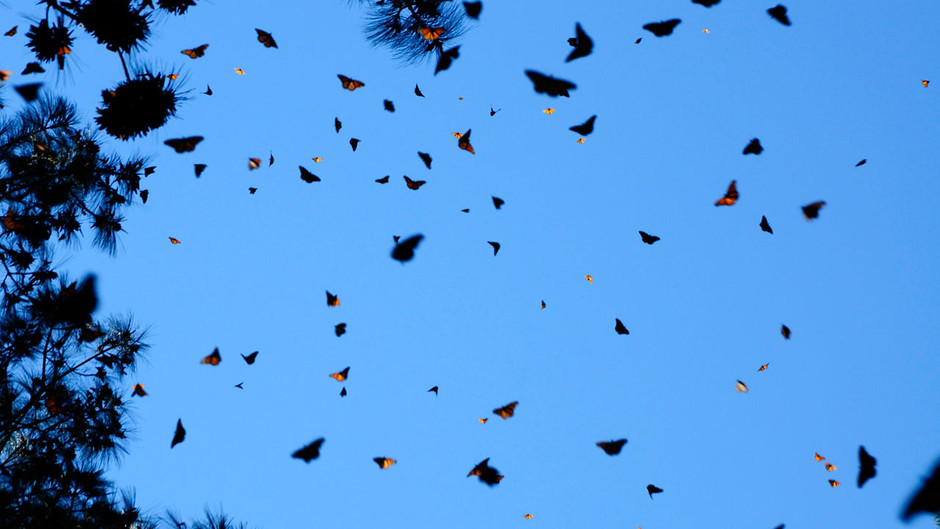 Бабочек легкая стая. Миграция бабочек монархов. Стая бабочек. Стайка бабочек. Много летающих бабочек.