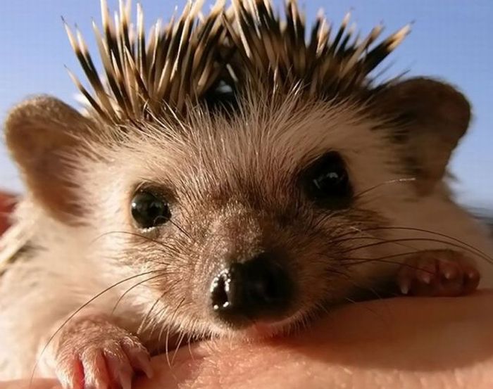 Прикольные картинки (85 фото)