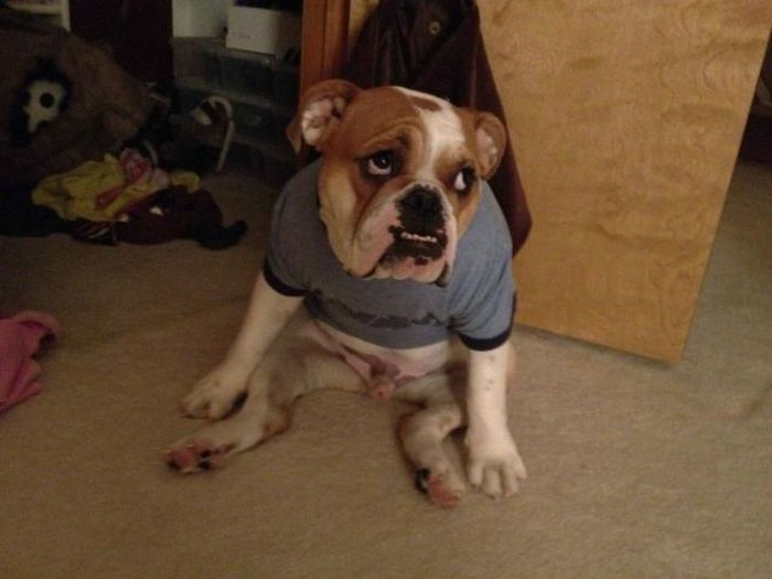 Прикольные картинки (85 фото)