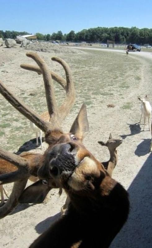 Прикольные картинки (135 фото)