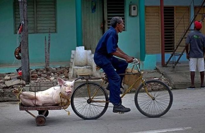 Прикольные картинки (135 фото)