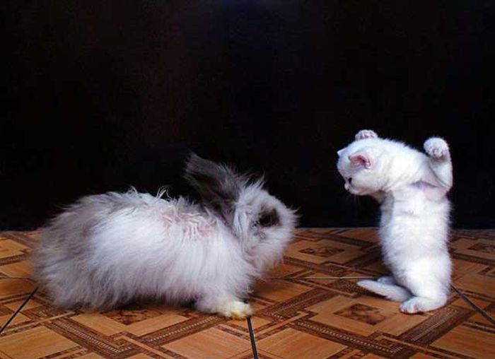 Прикольные картинки (80 фото)