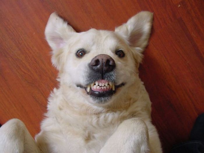 Прикольные картинки (80 фото)