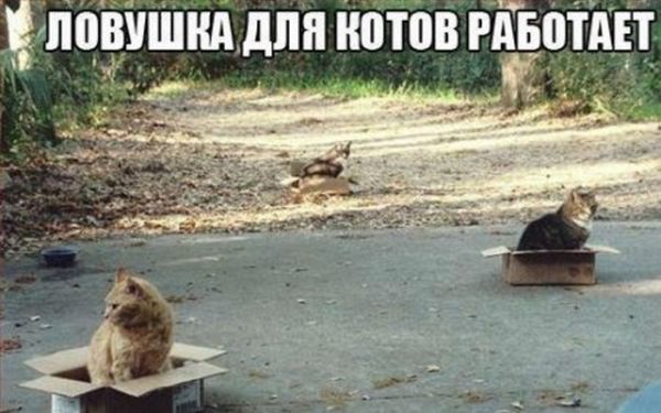 Прикольные картинки (177 фото)