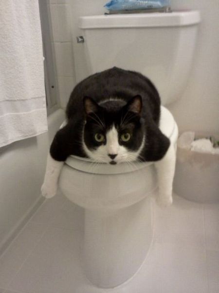 Прикольные картинки (177 фото)