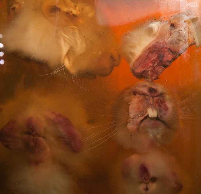 Заброшенная ветеринарная школа в Брюсселе (22 фото)