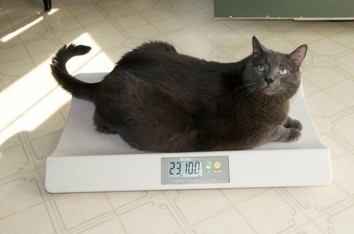 Весы для кошек купить. Жирный кот на весах. Кот взвешивается. Взвешивание кошки. Котик на весах.