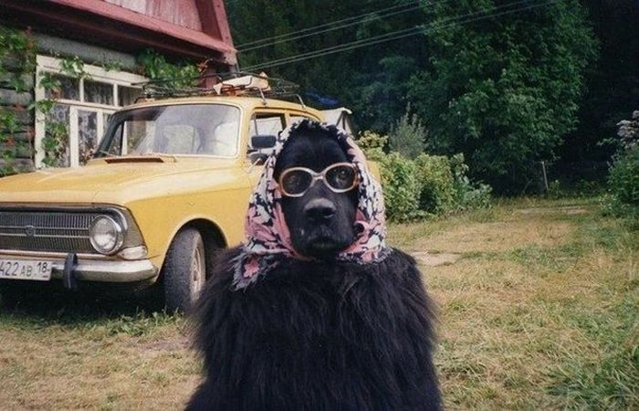 Прикольные картинки (151 фото)