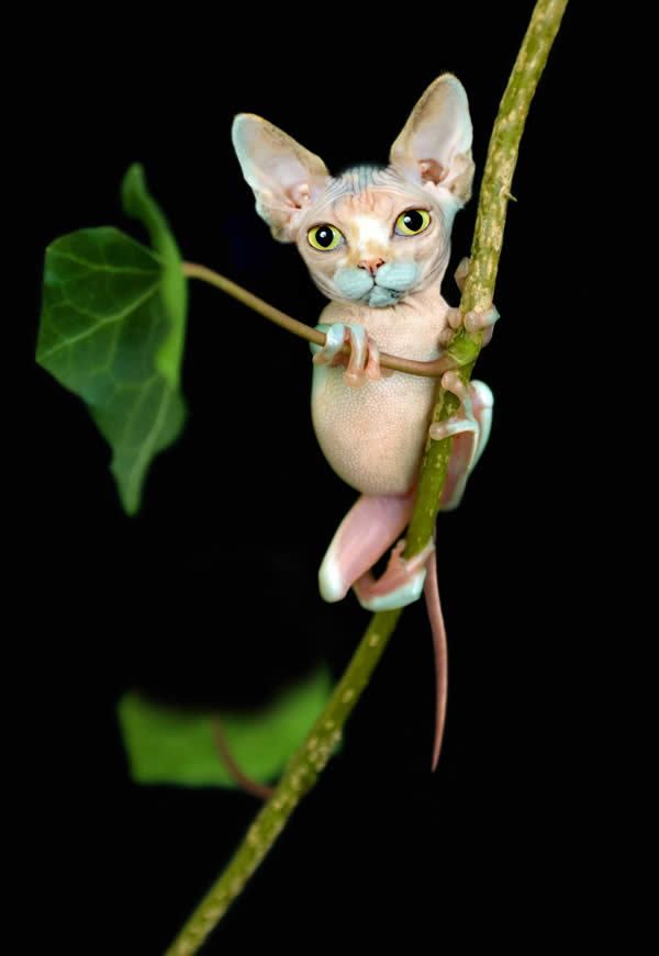 Прикольные картинки (117 фото)