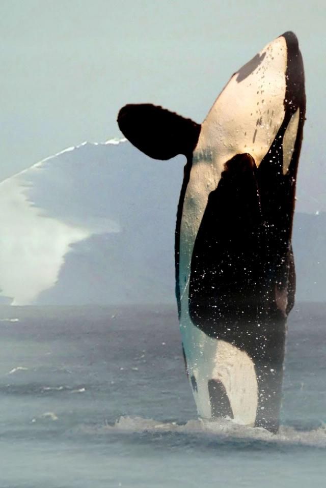 Прикольные картинки (117 фото)