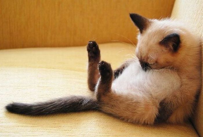 Прикольные картинки (105 фото)