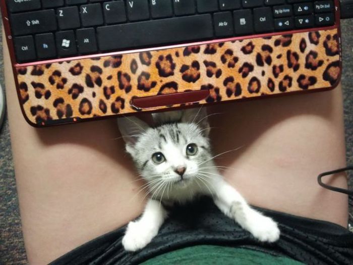 Прикольные картинки (128 фото)