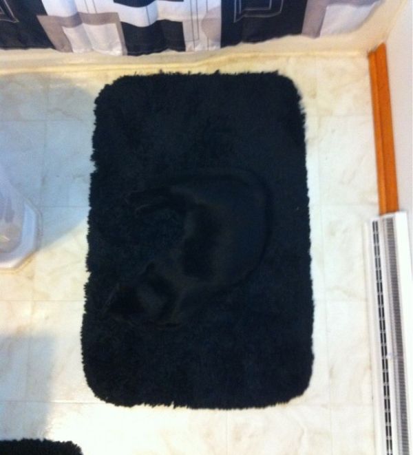 Прикольные картинки (91 фото)