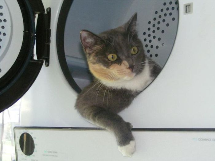 Прикольные картинки (91 фото)