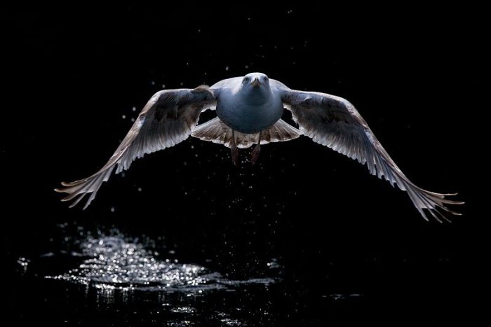 Прикольные картинки (102 фото)