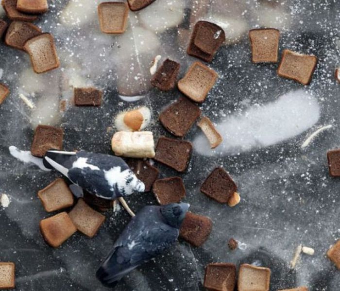 Прикольные картинки (102 фото)