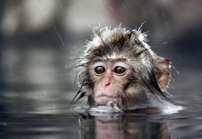 Прикольные картинки (102 фото)