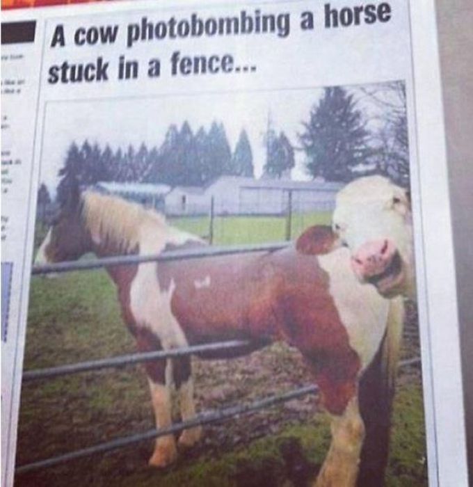 Фотобомбы. Часть 29. (50 фото)