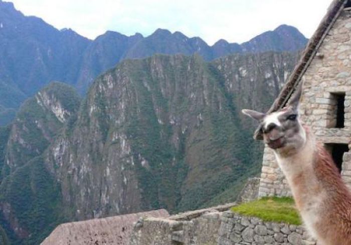 Фотобомбы. Часть 29. (50 фото)