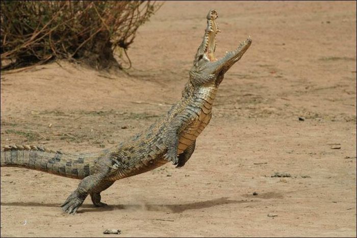 Прикольные картинки (92 фото)