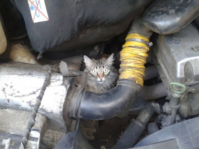 Прикольные картинки (82 фото)