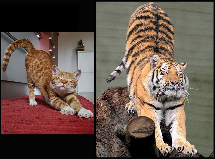 Прикольные картинки (82 фото)