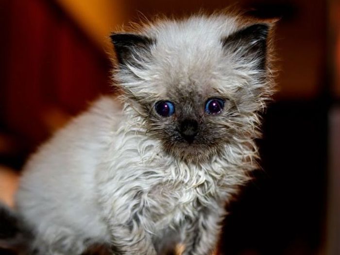 Прикольные картинки (82 фото)