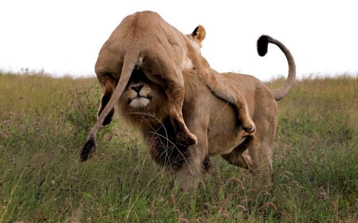 Прикольные картинки. Часть 2 (100 фото)