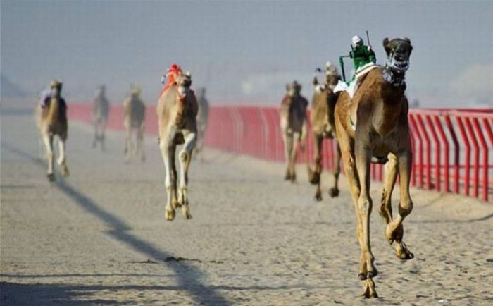 Прикольные картинки (103 фото)