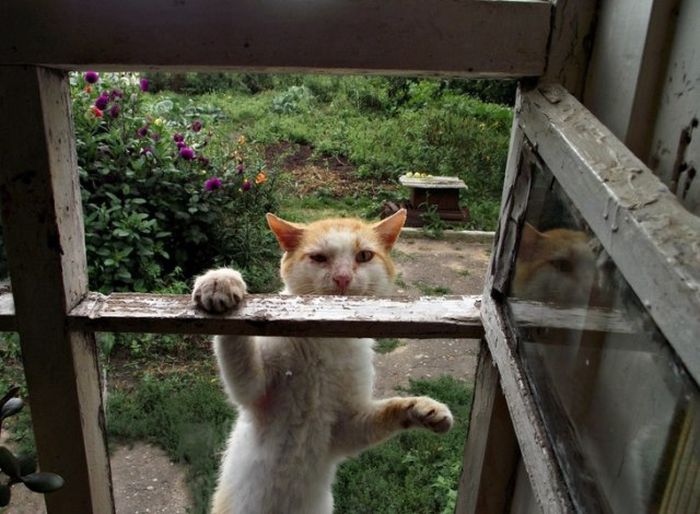 Прикольные картинки (95 фото)