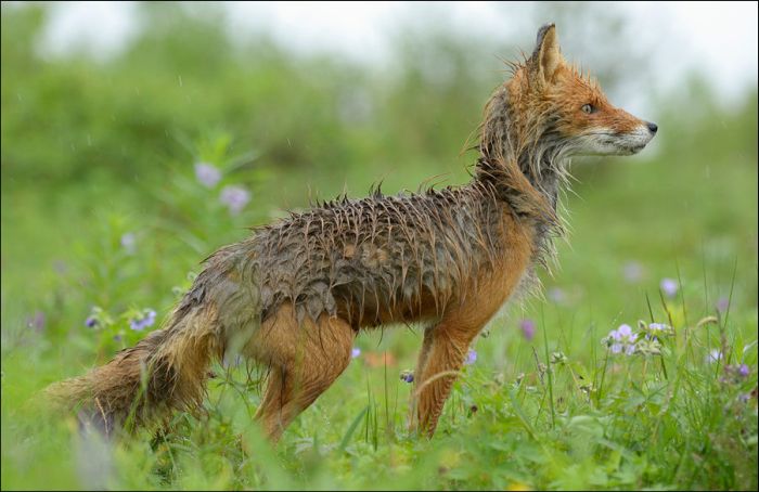 Прикольные картинки (80 фото)